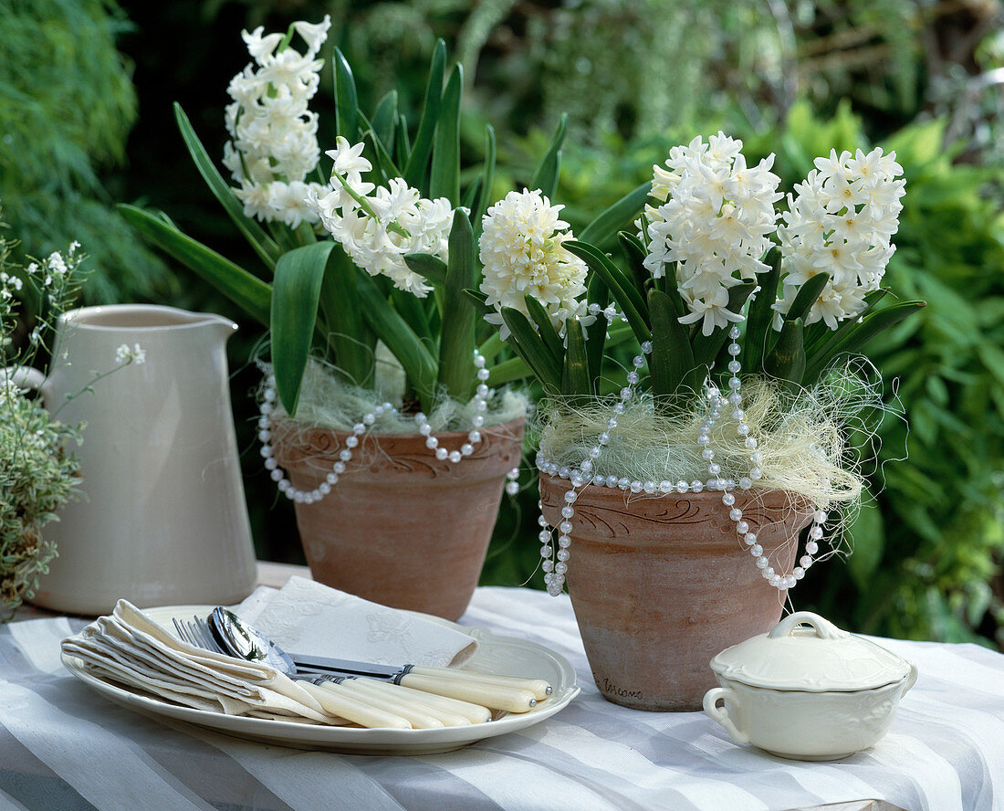 Hyacinthus orientalis 'Madame Sophie' (Hyacinth)