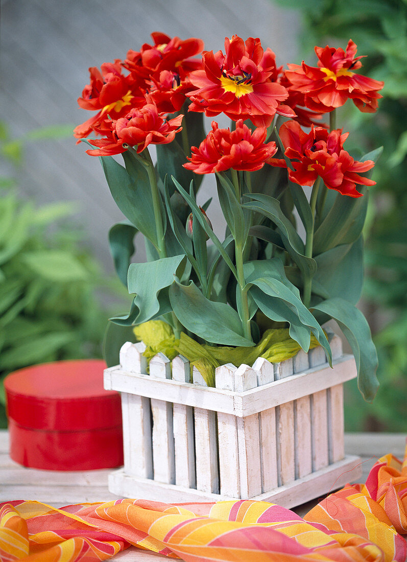 Tulipa-Hybr. 'Willem van Oranje'