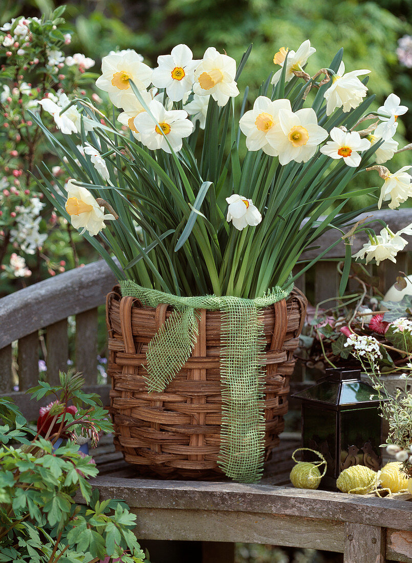 Scented daffodils in a wicker basket