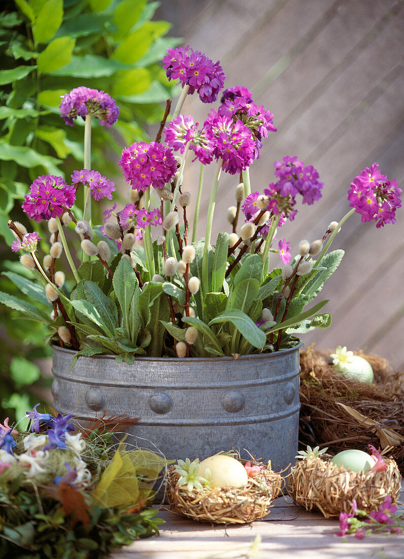 Primula denticulata / Kugel-Primel in Blechgefäß