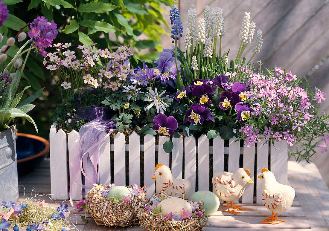 Wooden box with saxifraga (saxifrage), anemone blanda,