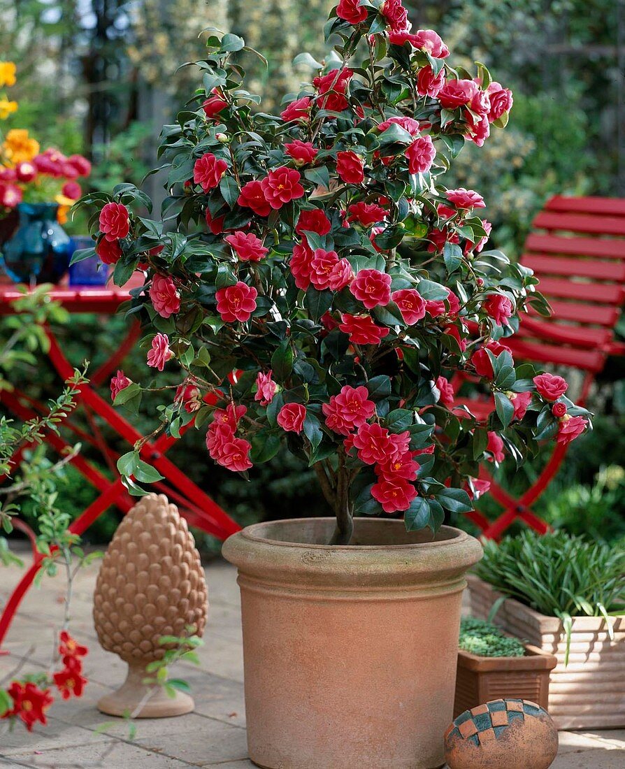 Camellia japonica 'Dazle'