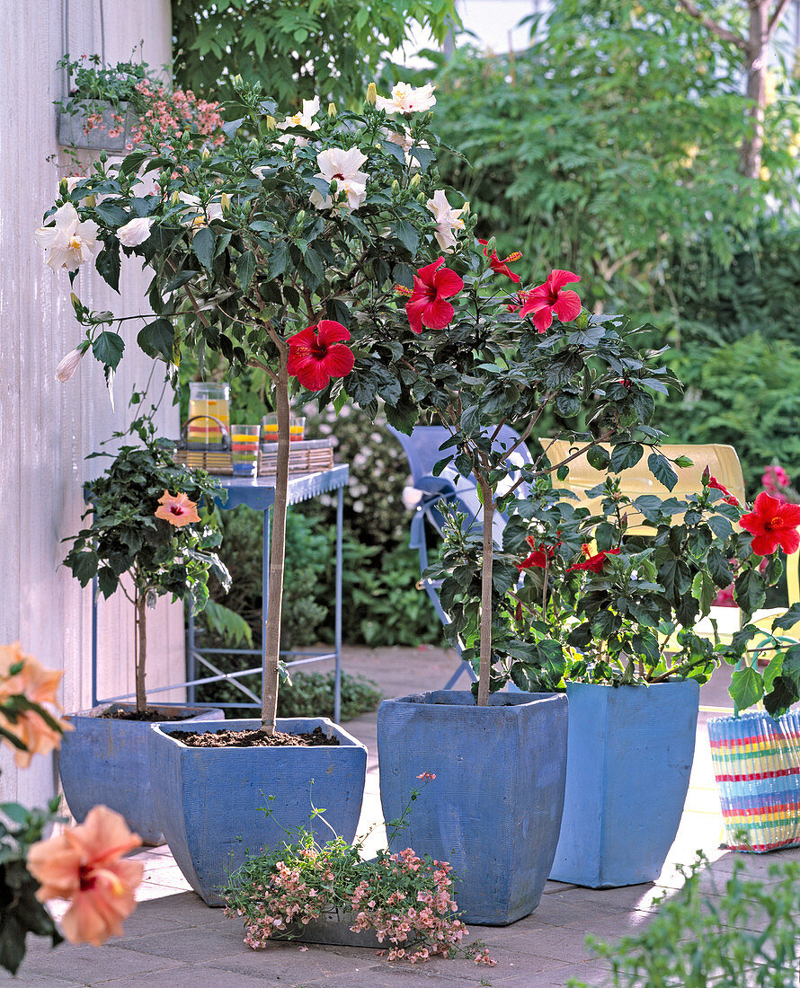 Hibiscus rosa-sinensis (rosemary)