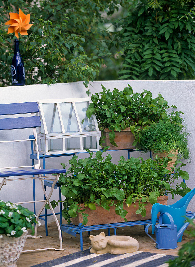 Rocket salad in a terracotta box on the balcony