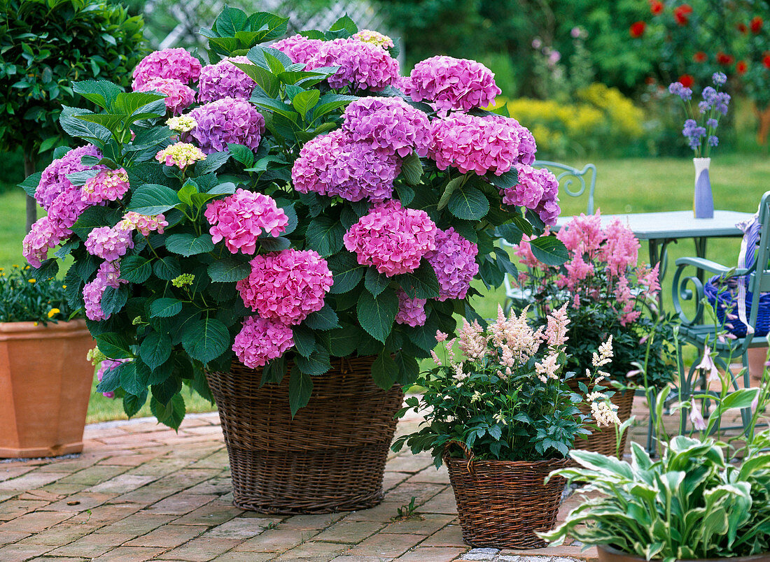 Hydrangea macrophylla, Astilbe, Hosta (Funkie)