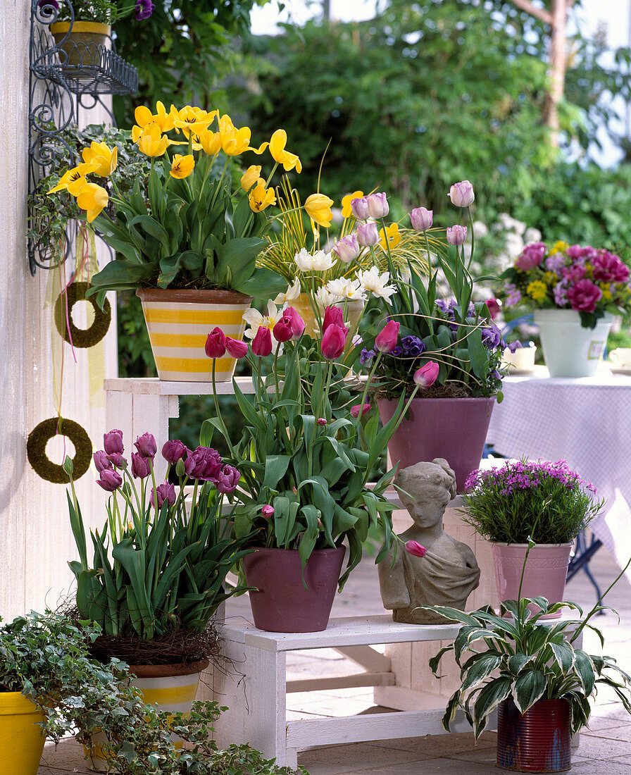 Etagere with Tulipa hybr. 'Kareol' (yellow), 'Kardinal Mindszenty'