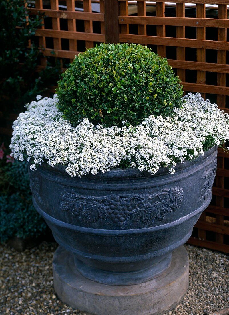 Bleigefäß mit Buchskugel, Lobularia maritima (Duftsteinbrech)