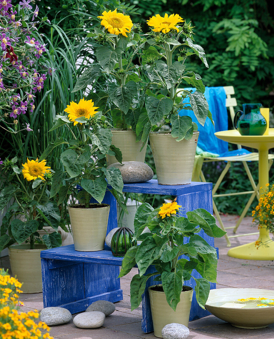 Helianthus annuus 'Pacino'