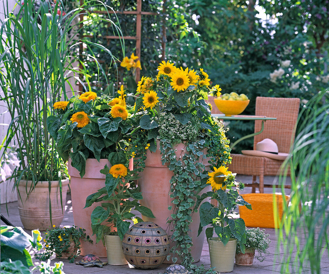 Miscanthus sinensis / Chinaschilf, Helianthus annuus 'Teddybär'