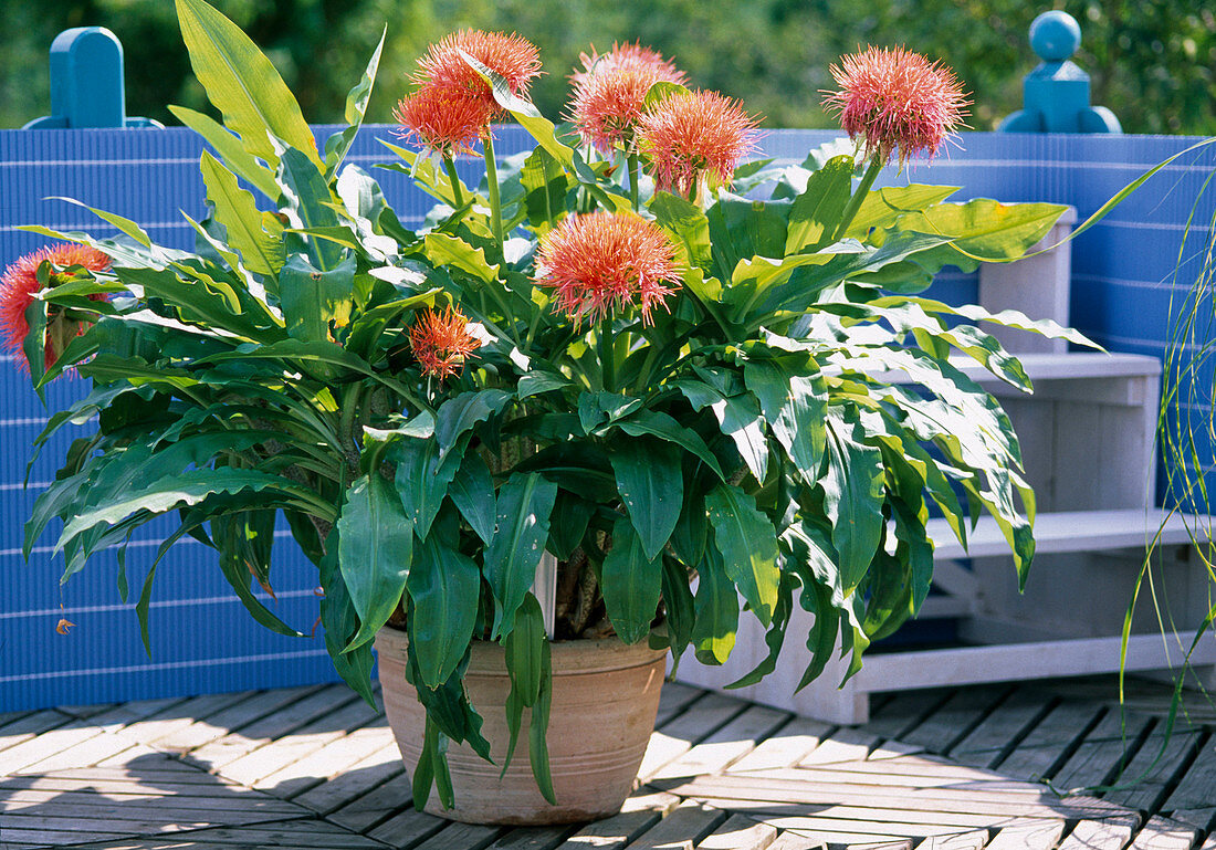 Haemanthus multiflorus (blood flower)