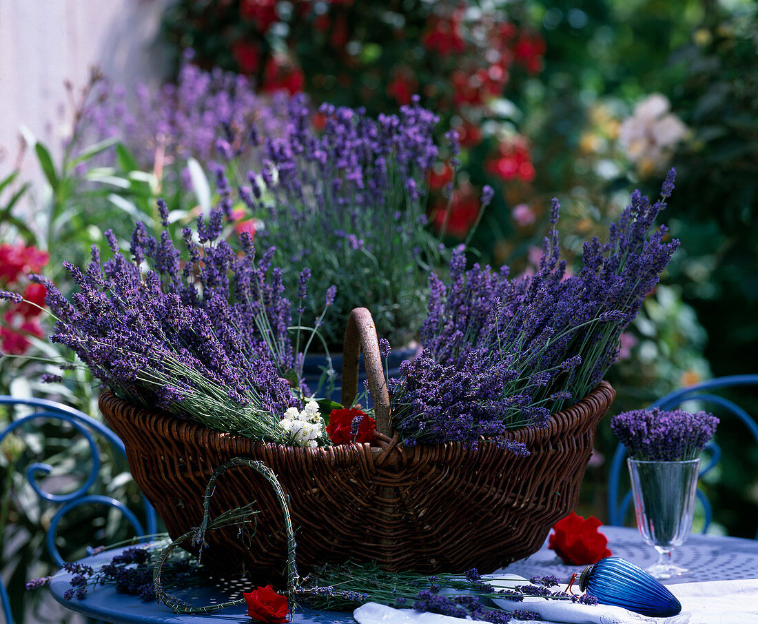 Korb mit Lavandula / Lavendel, Rosenblüten, Anthemis