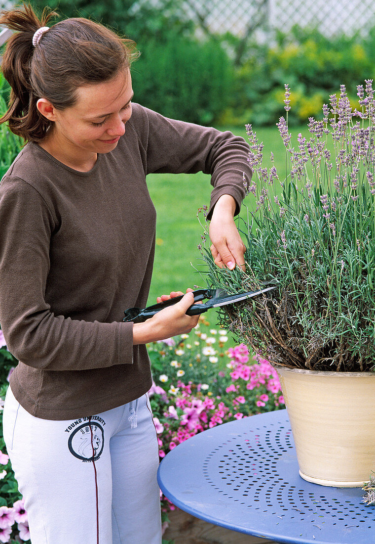 Lavendel nach der Blüte stark zurückschneiden