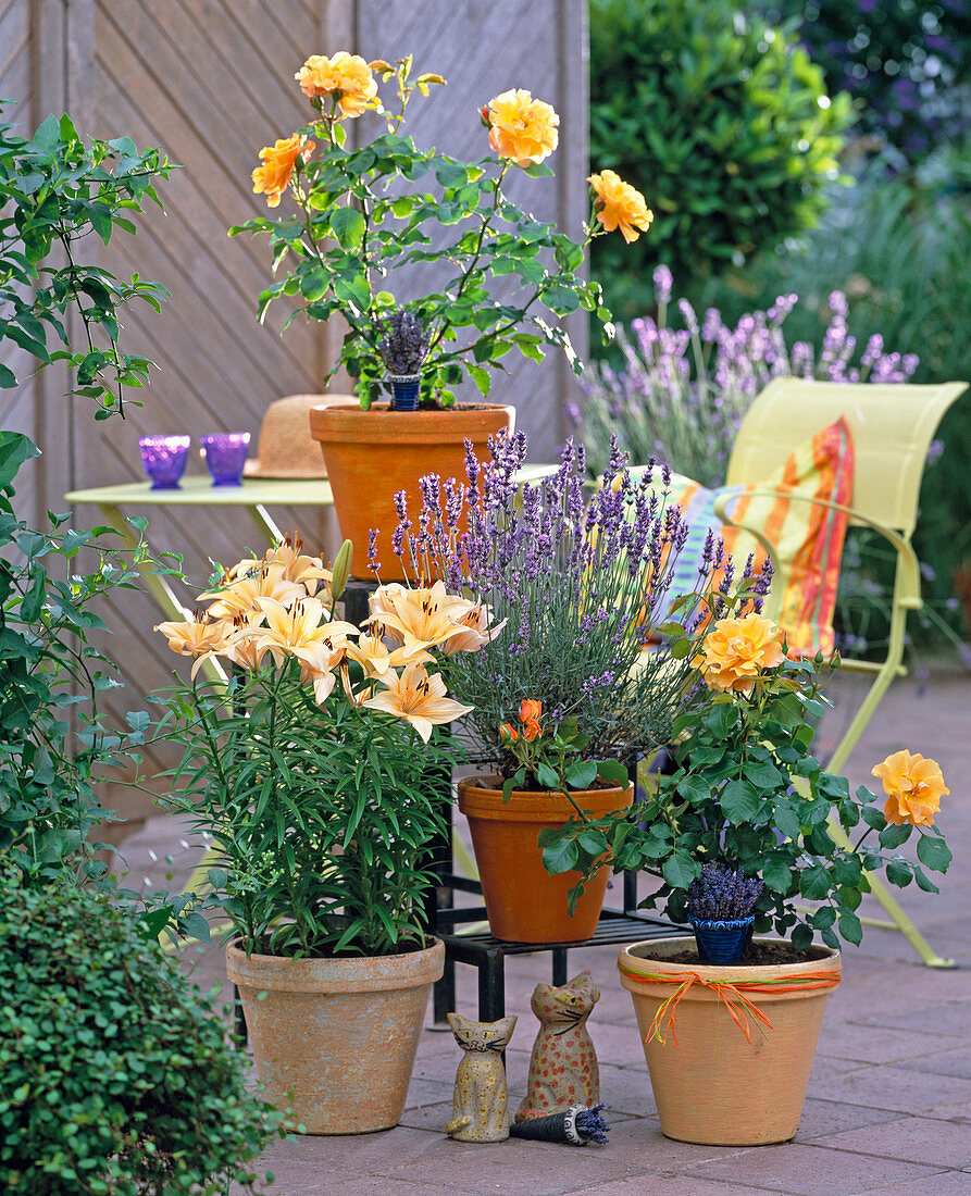 Rose 'Tequila' (Beetrose), Lilium (Lilie), Lavandula (Lavendel)