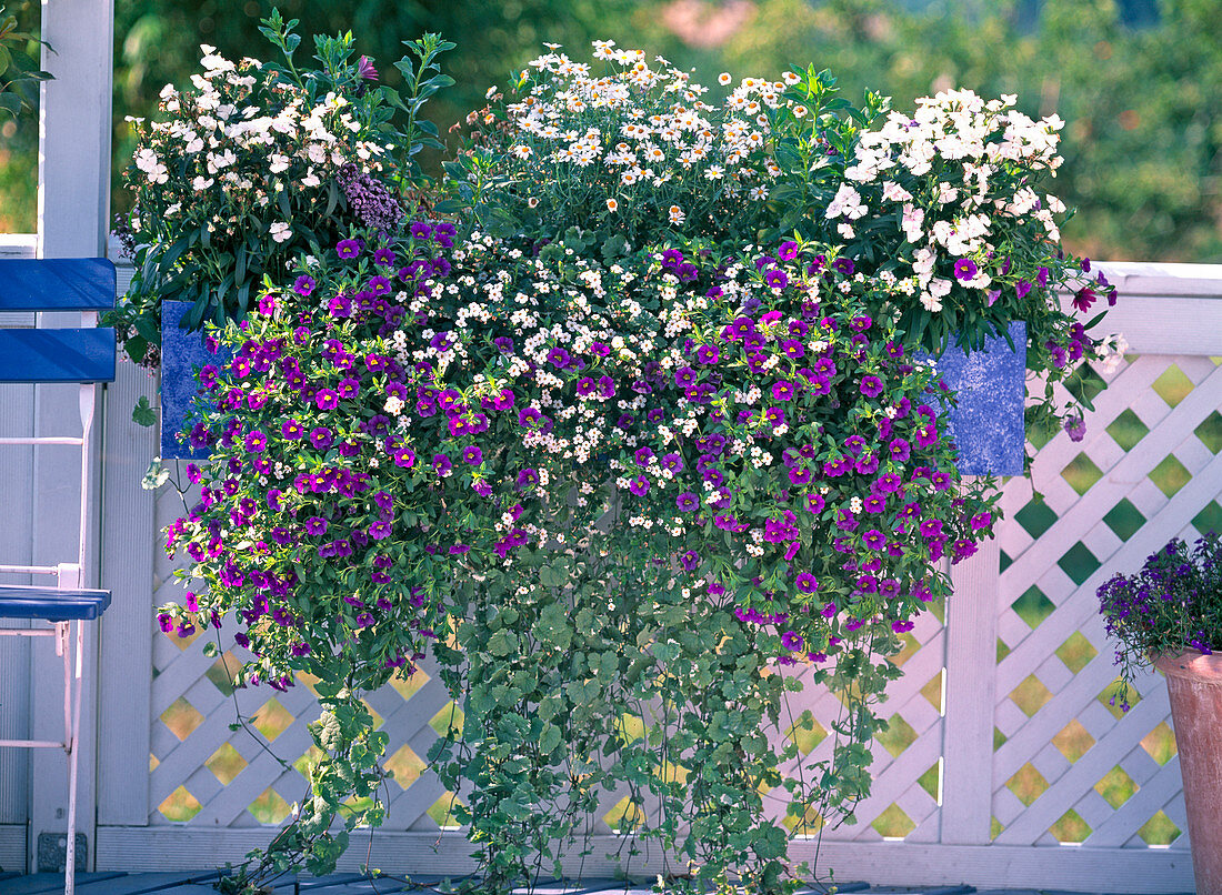 Argyranthemum 'Ella', Dianthus ''