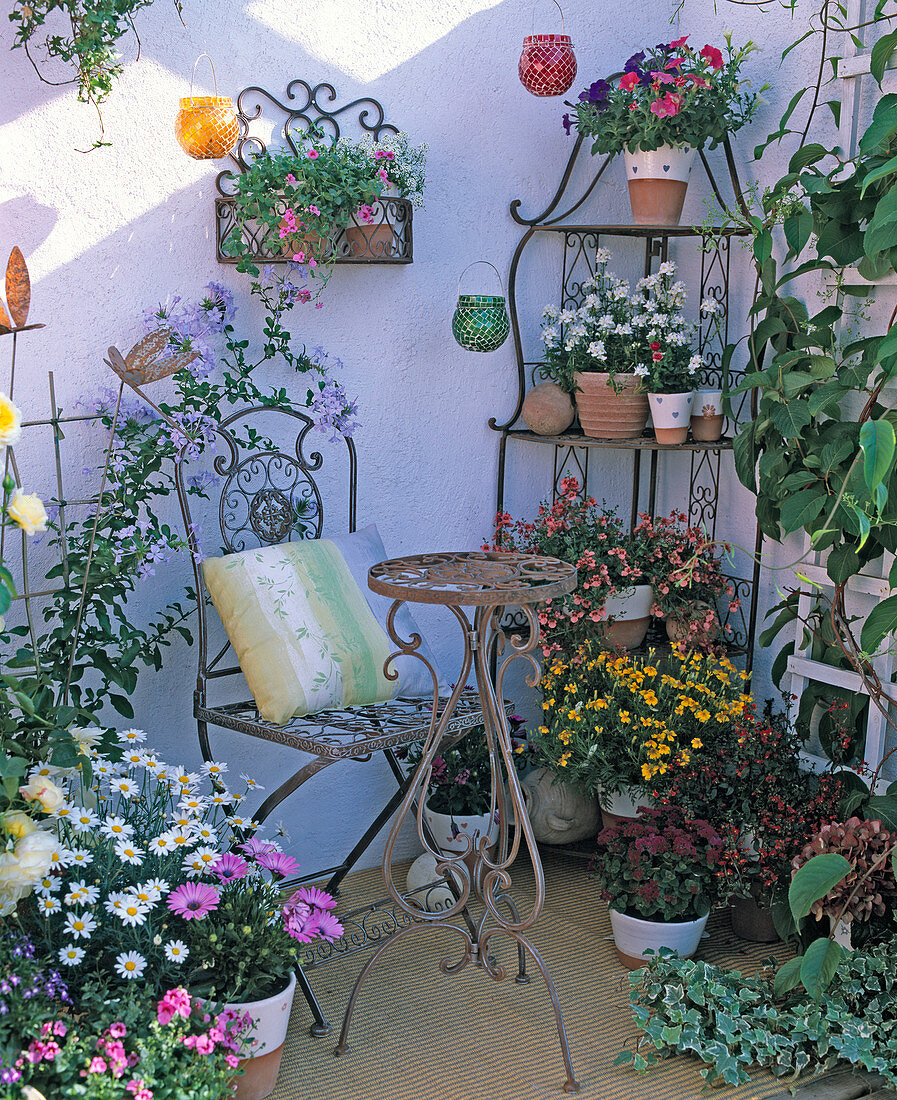 Balcony corner: Plumbago (plumbago), Argyranthemum (daisy)