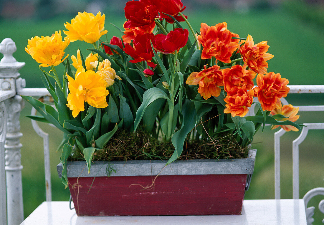 Tulipa hybr. 'Monte Carlo' (yellow), 'Willem van Oranje' (red)