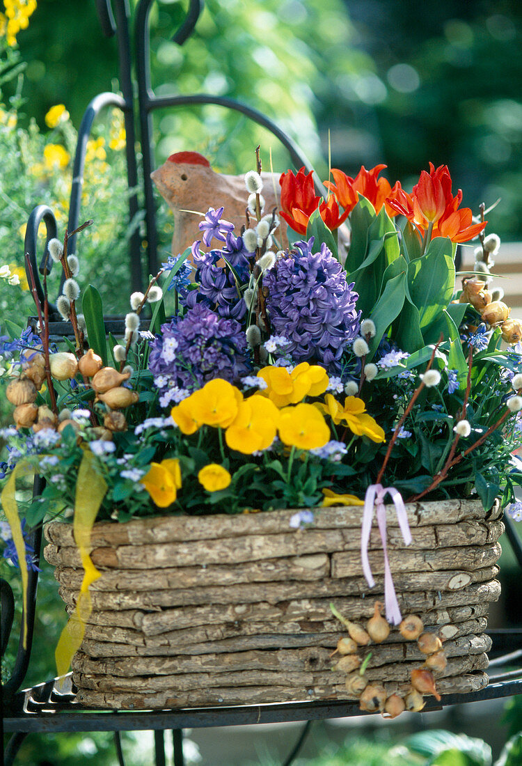 Körbchen mit Myosotis sylvatica, Tulipa praestans 'Fusilier'