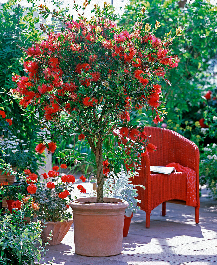 Callistemon Citrinus