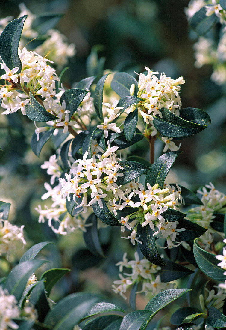 Osmanthus delavayi