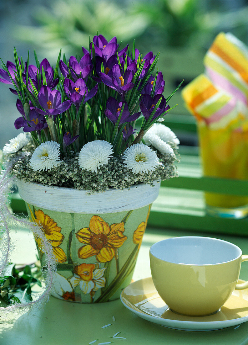 Crocus vernus, Kranz aus Gypsophila (Schleierkraut) mit Bellis