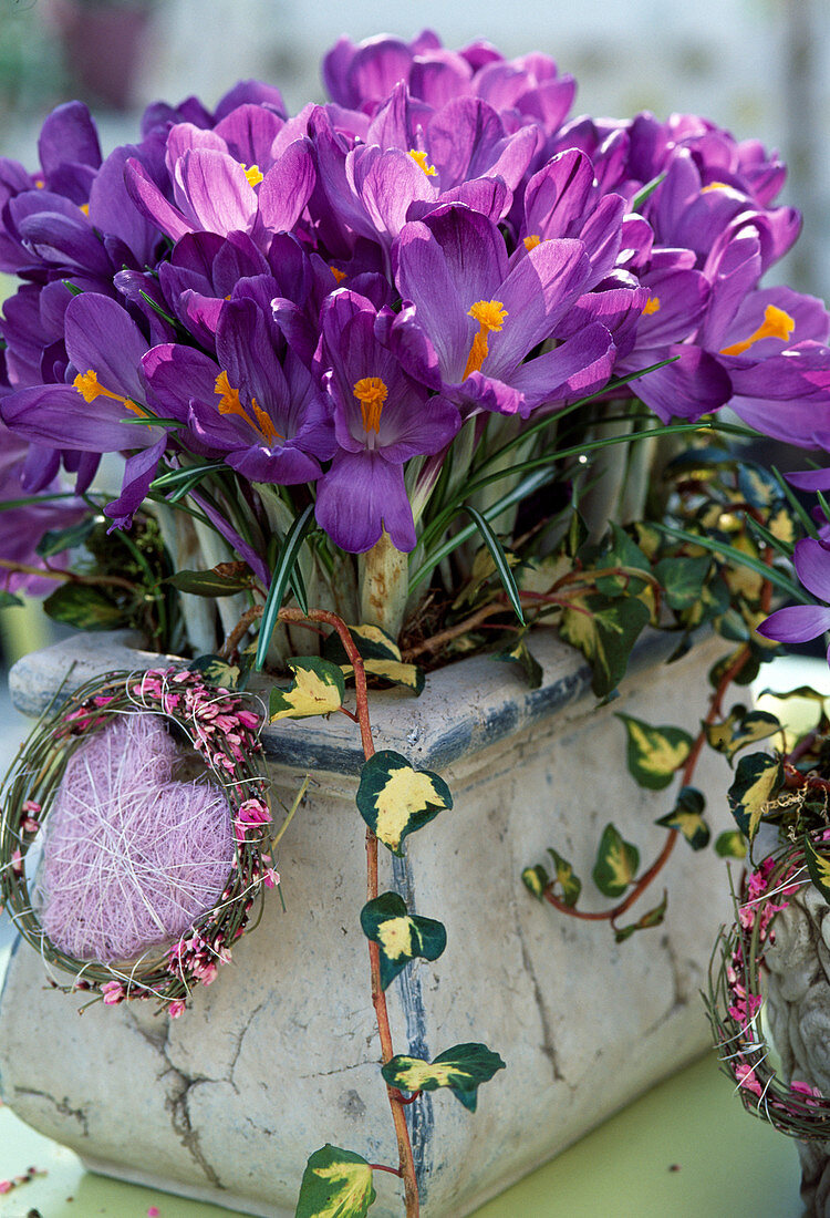 Crocus vernus 'Remembrance'