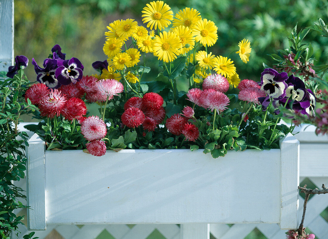 Doronicum caucasicum (leopard's bane), Bellis habanera white