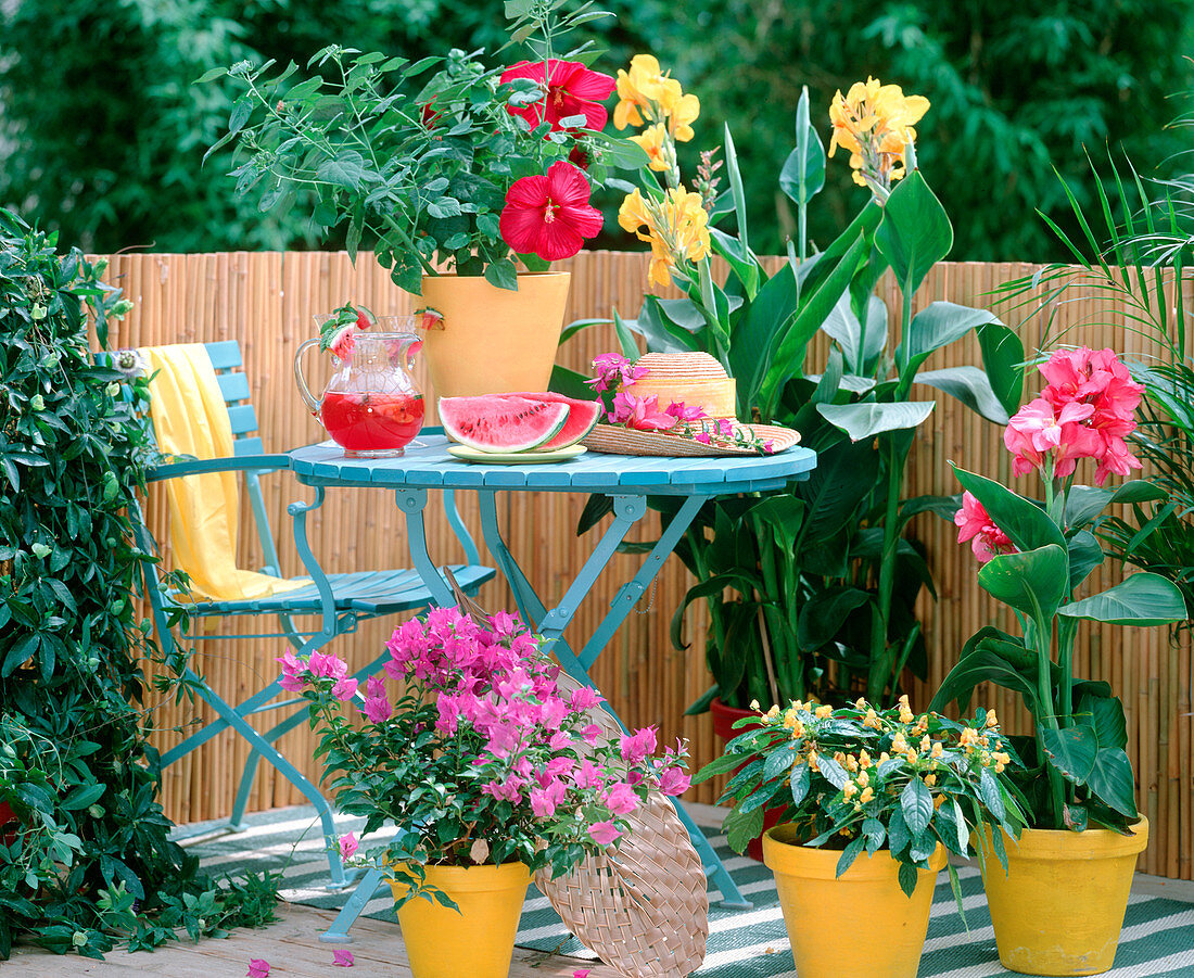 Balcony with Passiflora, Bougainvillea