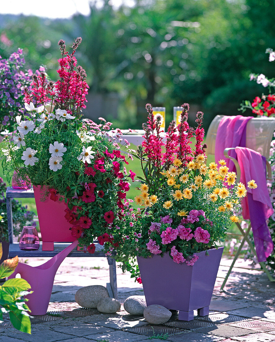 Cosmos (daisies), Lobelia, Petunia 'Magenta'