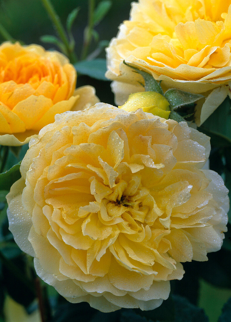 Rosa 'Molineux' - English rose - small shrub rose to 75 cm