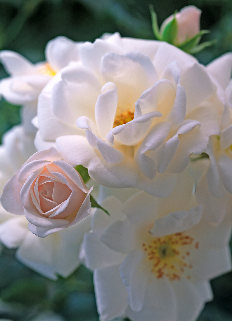 Rosa 'Brautzauber' - Bedding rose