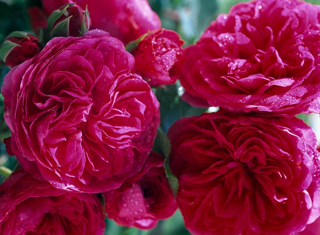 Pink 'Red Leonardo da Vinci' (bed rose)