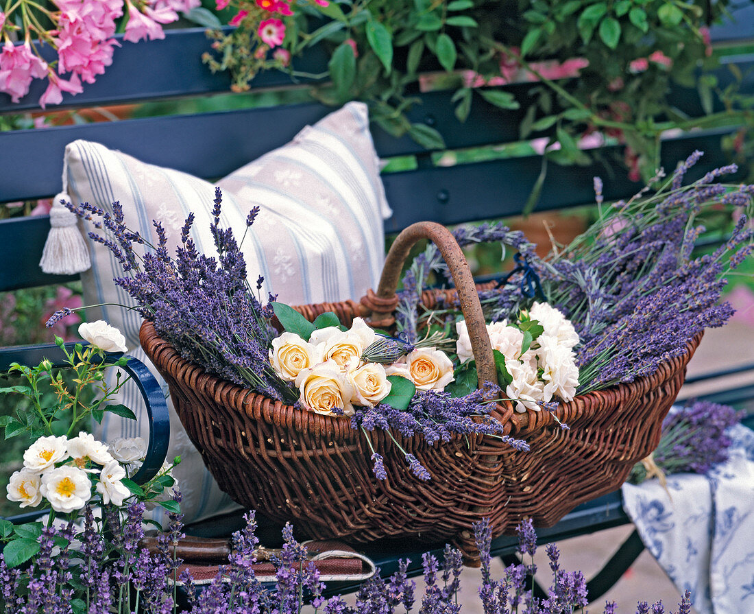 Basket of freshly cut lavandula (lavender)