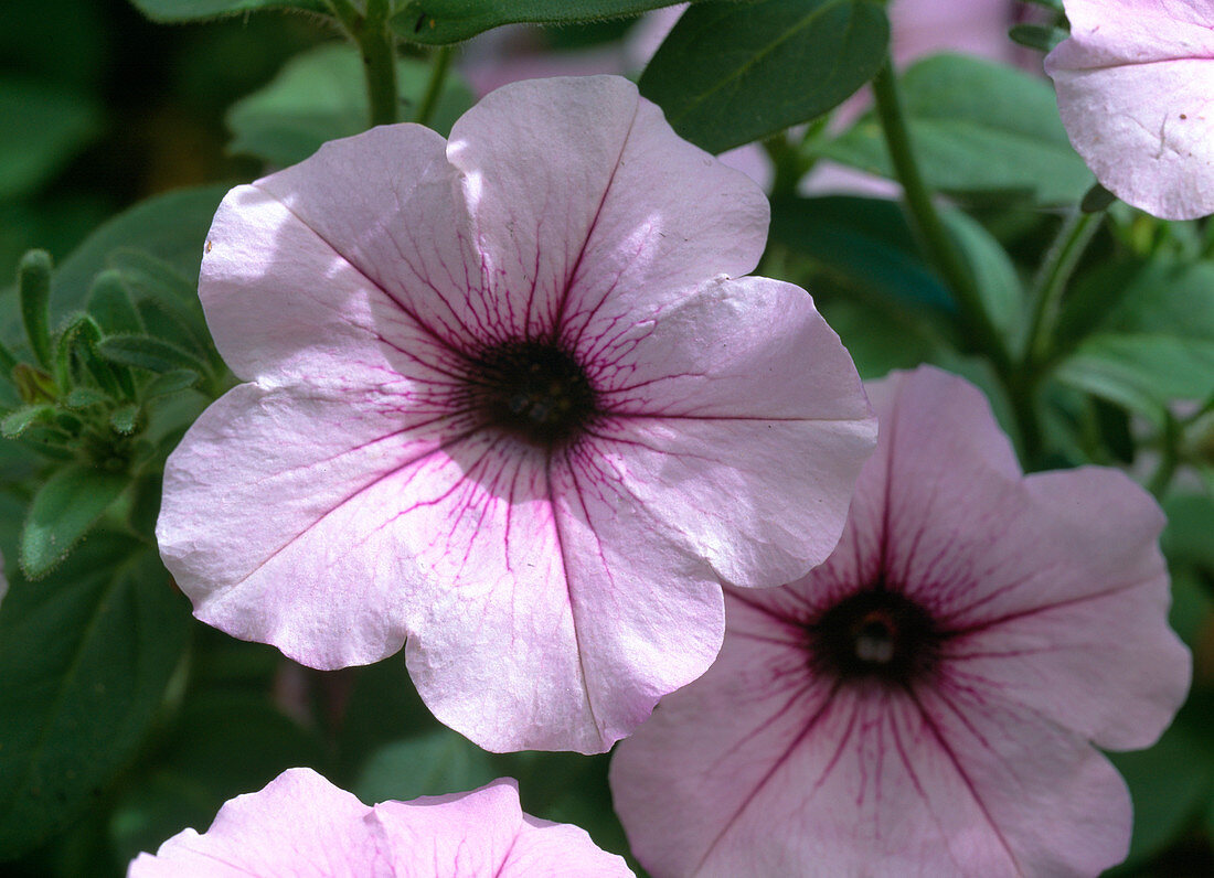 Petunia 'Conchita Cran Berry Frost'