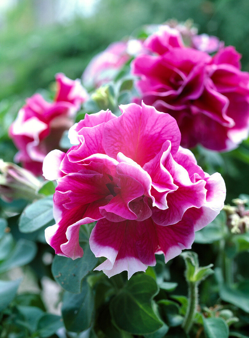 Petunia Grandiflora 'Wimbledon Mix'