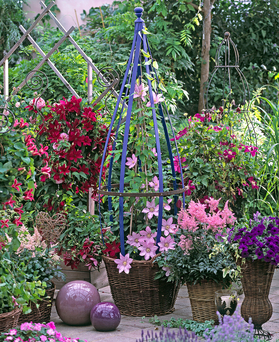 Clematis hybrids 'Warzawska Nike', 'Proteus', 'Rüutel'