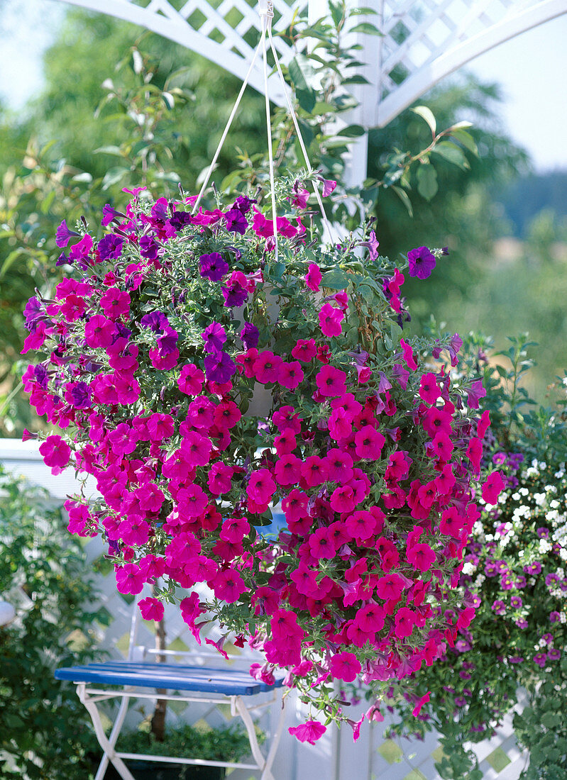 Petunia Surfinia 'Purple Wave' und 'Blue Wave'