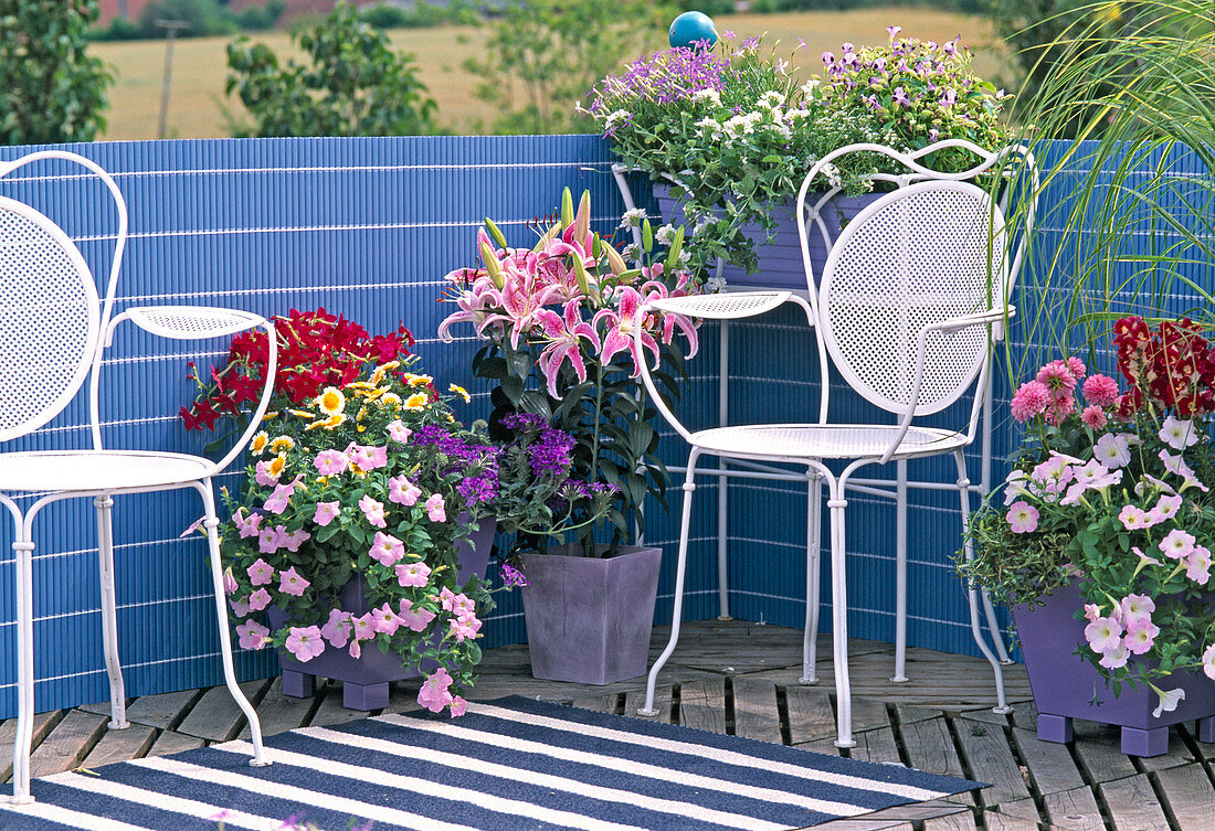 Nicotiana sanderae (ornamental tobacco), verbena 'Temari Blue'