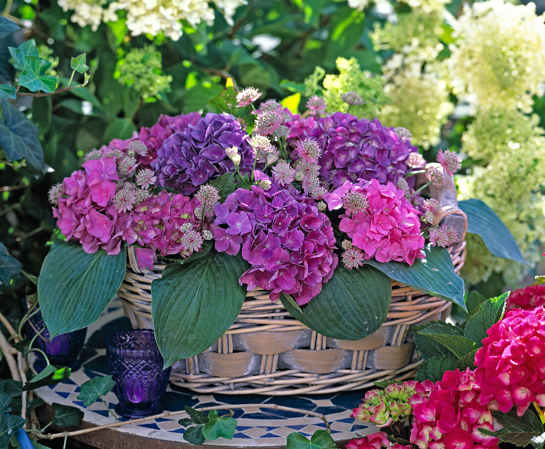 Basket with Hydrangea macrophylla (hydrangea)