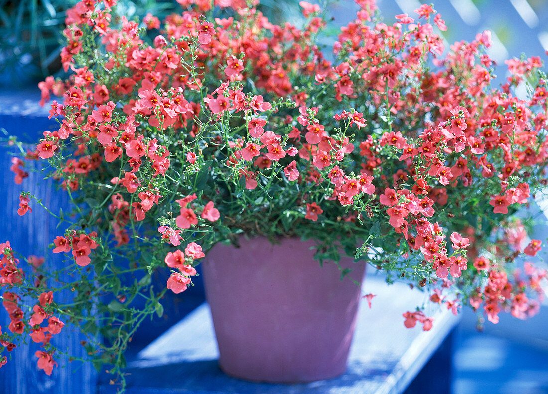 Diascia barberae 'Flying Colors Coral'