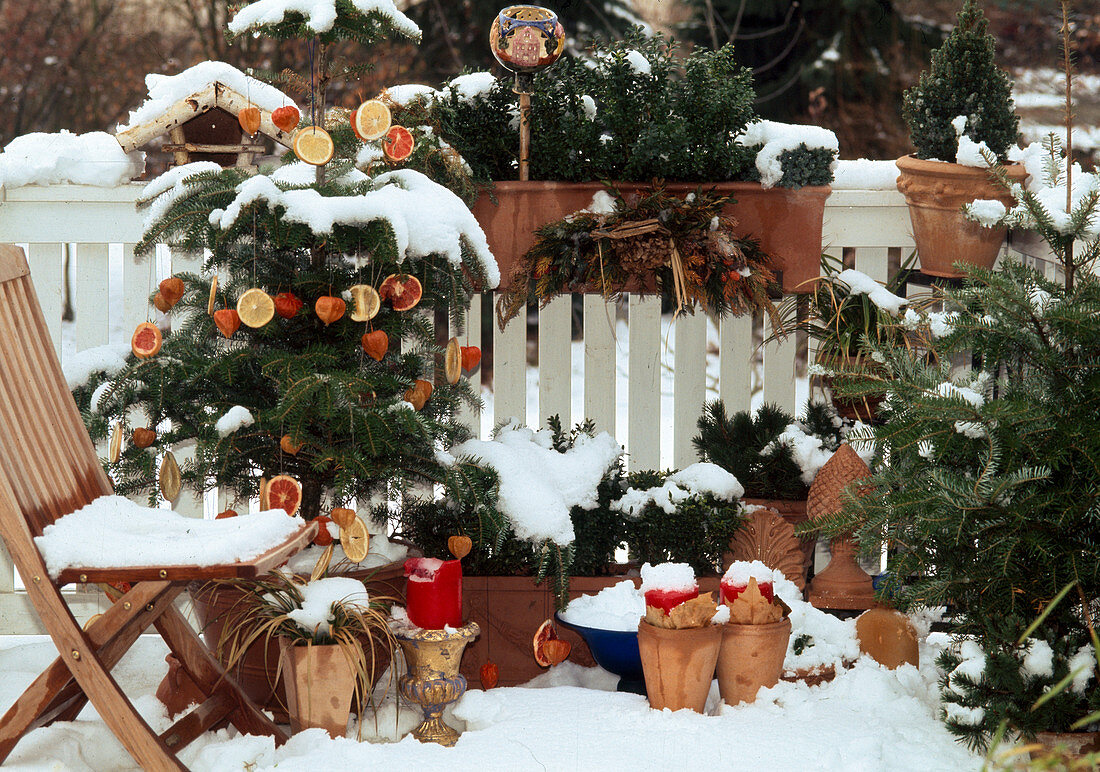 Weihnachtlicher Balkon mit Abies (Tanne) als Weihnachtsbaum