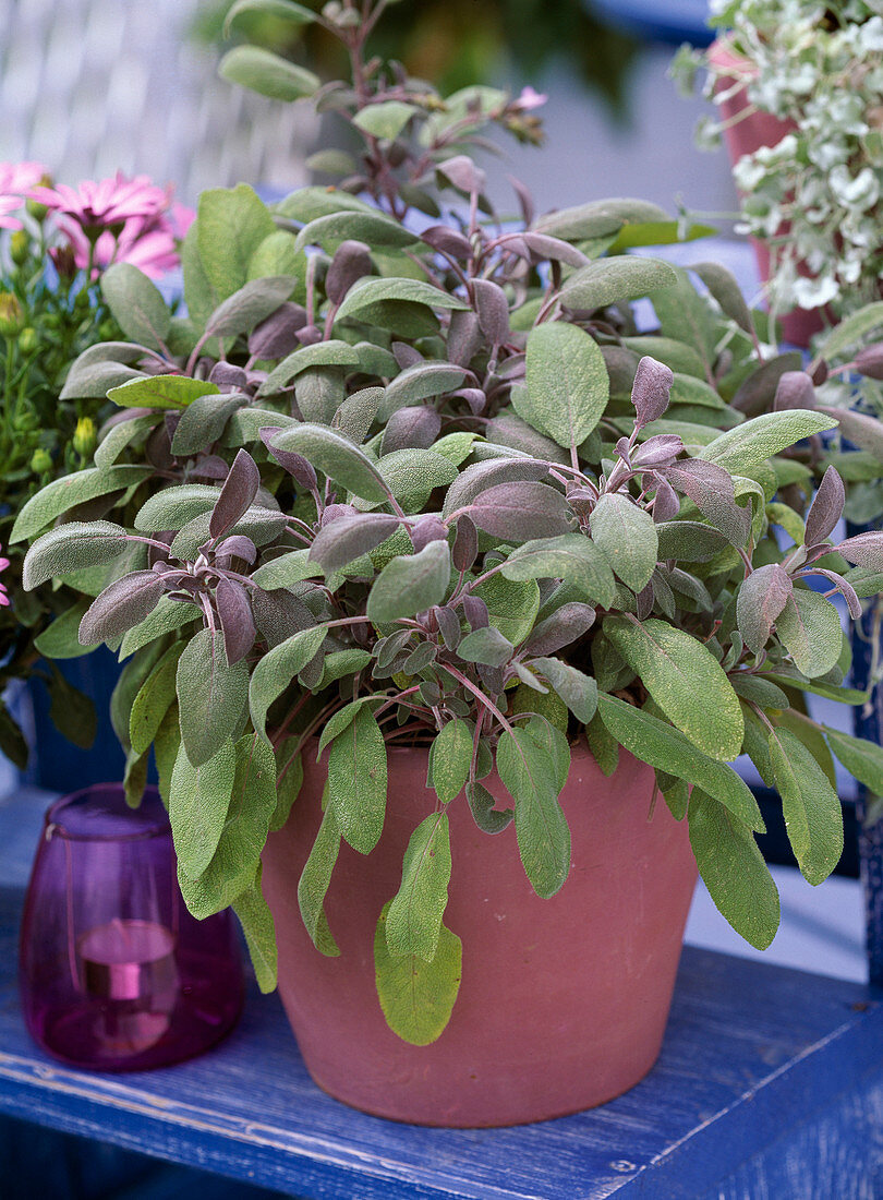 Salvia officinalis 'Purpurascens', Salbei