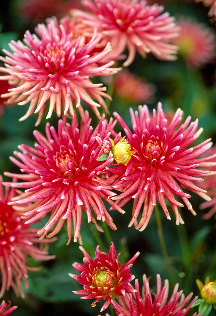 Dahlia - Hybr. (Cactus Dahlia)