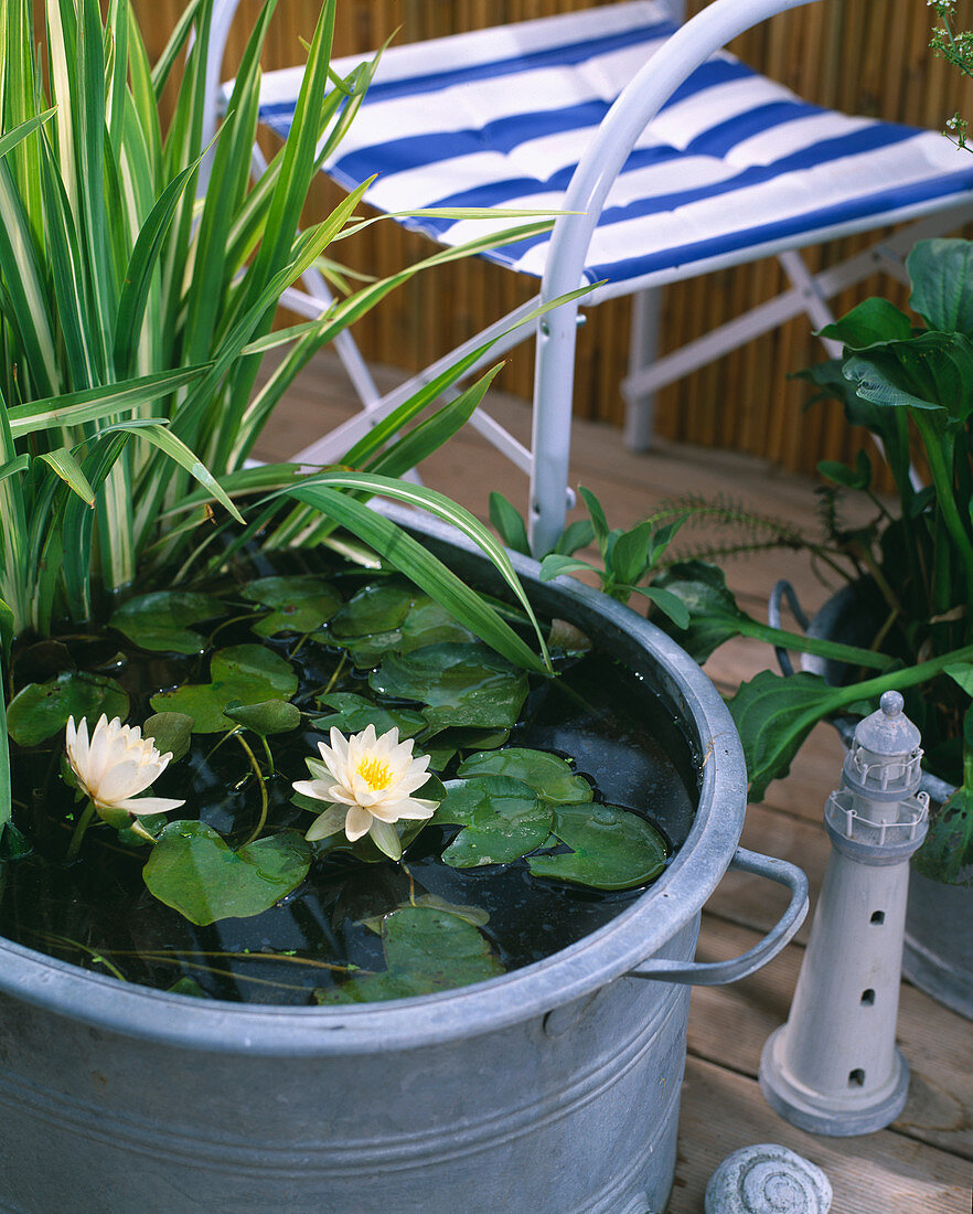 Blechwanne mit Nymphaea alba