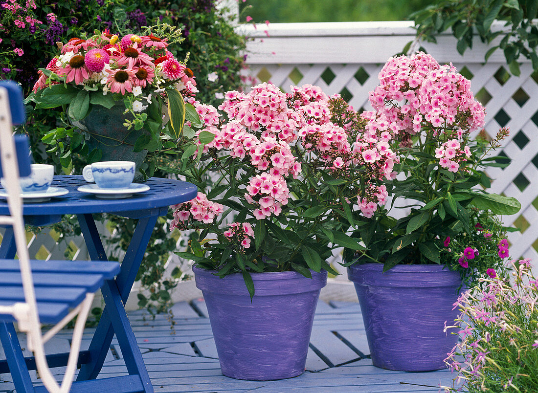 Phlox paniculata 'Country Wedding'