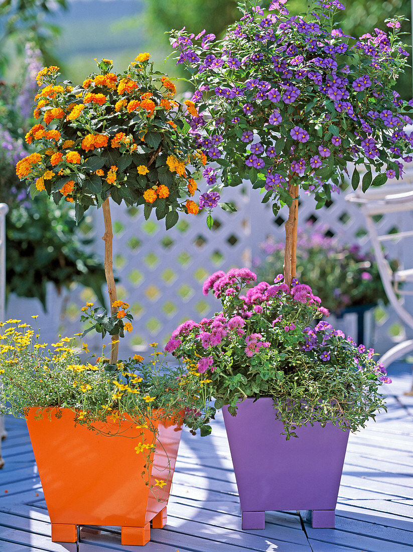 Lantana camara hybrid (west Indian lantana)