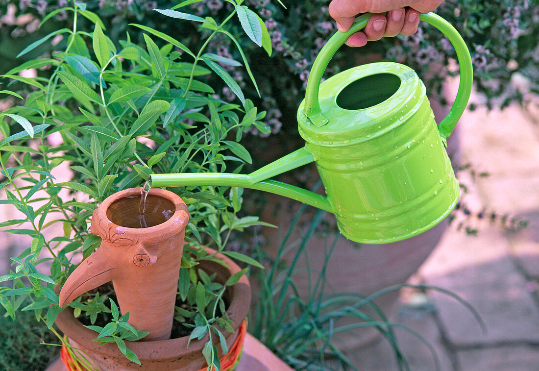 Watering on stock, clay cone with bird face with water