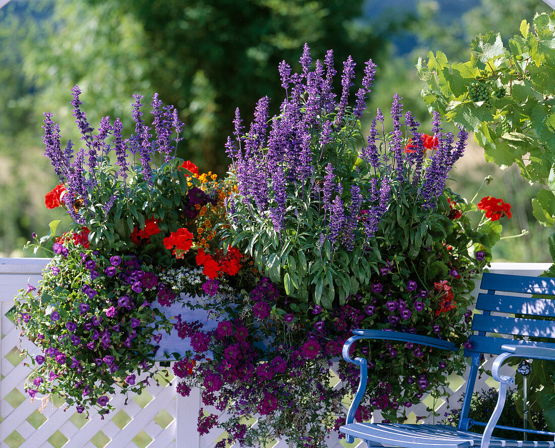 Torenia fournieri 'Summer Ware Large Blue', Salvia farinacea 'Midi' Pelargonium