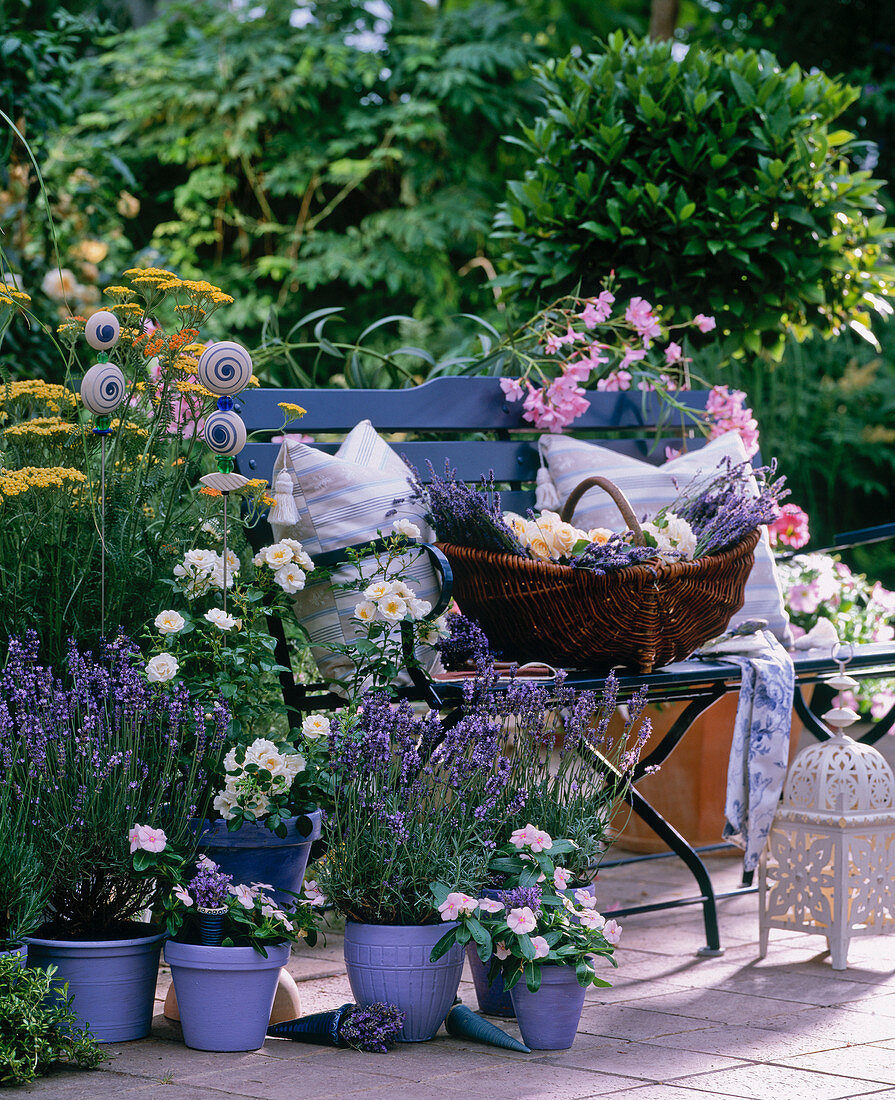 Lavandula angustifolia 'Siesta' and 'Hidcote Blue', lavender in pot