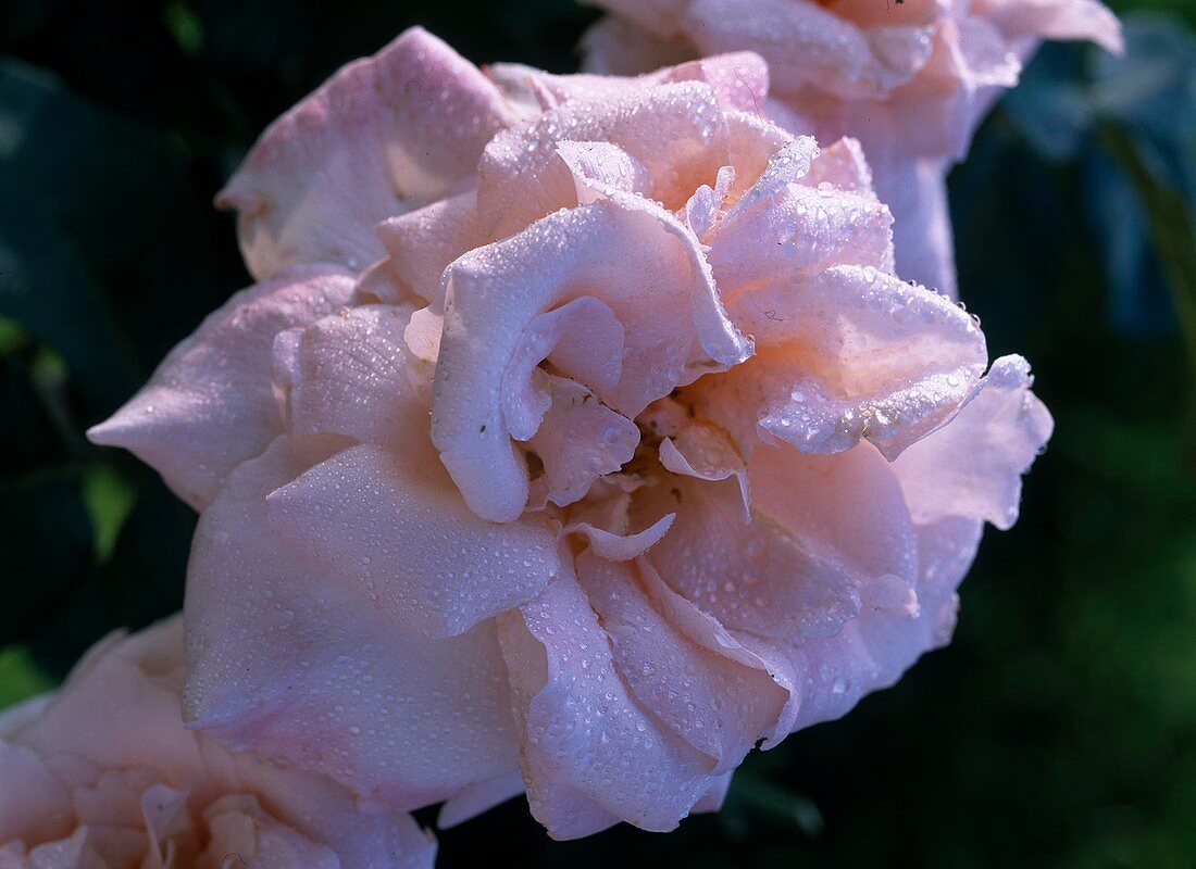 Rosa 'Tendresse' French rose (Noble rose)