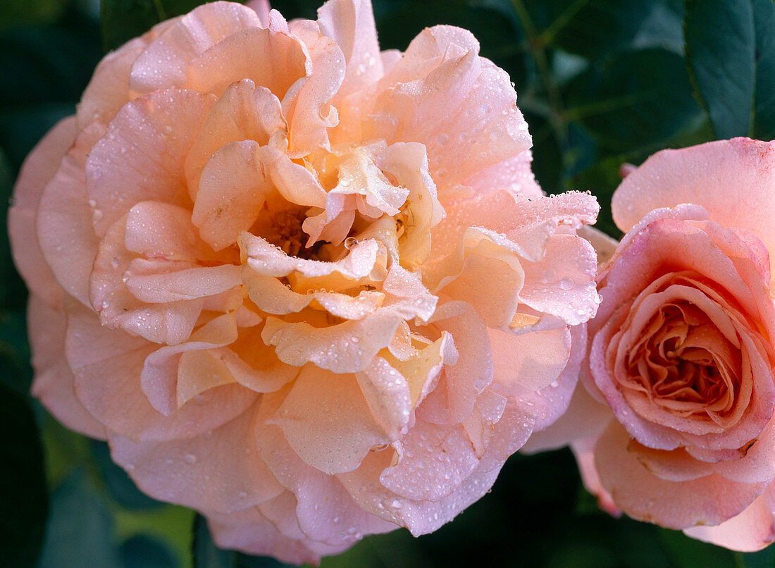 Rose 'Augusta Louise'-Edelrose, about 70 cm high